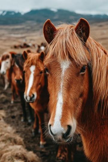凡是情緒穩定，不太內耗的人，都懂一個心理學常識野馬效應