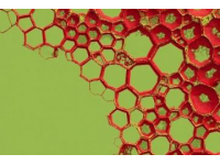 七年級上冊生物期末高分秘籍：1333個核心考點全掌握